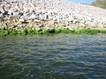 img_0955_001.jpg
