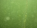 img_0962_001.jpg