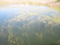 img_0966_001.jpg