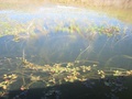img_0967_001.jpg