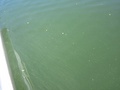 img_0971_001.jpg