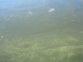 mvi_0981_001.jpg